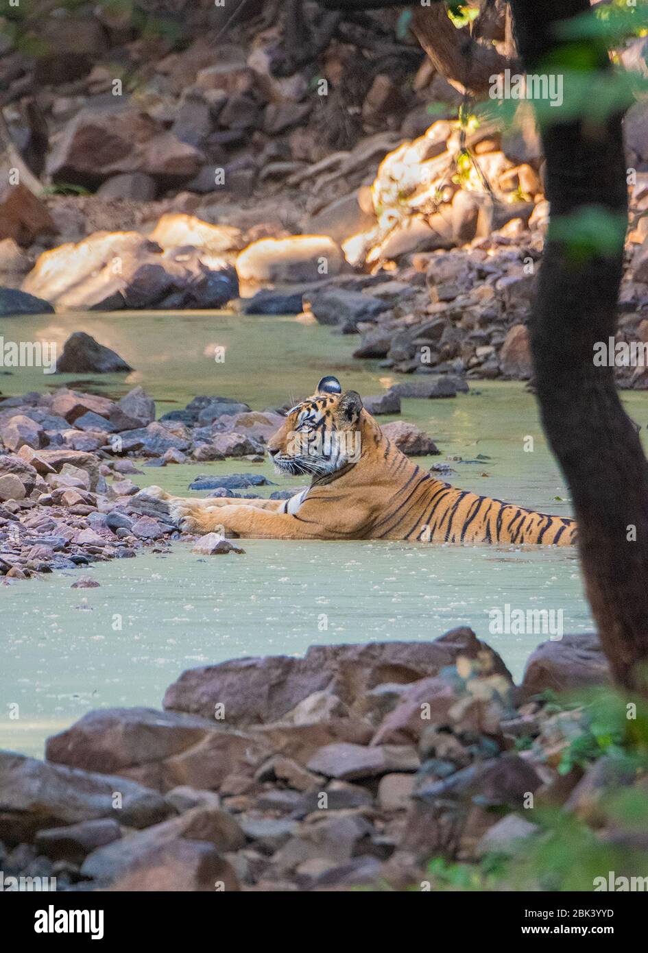Noor im Wasser liegend Ranthambore National Park, Sawai Madhopur, Rajasthan, Indien Stockfoto