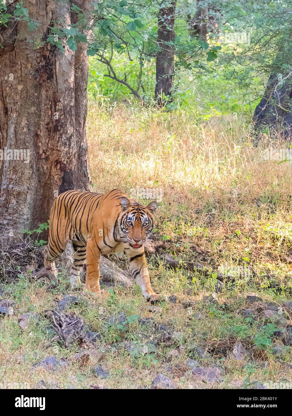 Noor die Tigress Wandern im Ranthambore National Park, Sawai Madhopur, Rajasthan, Indien Stockfoto