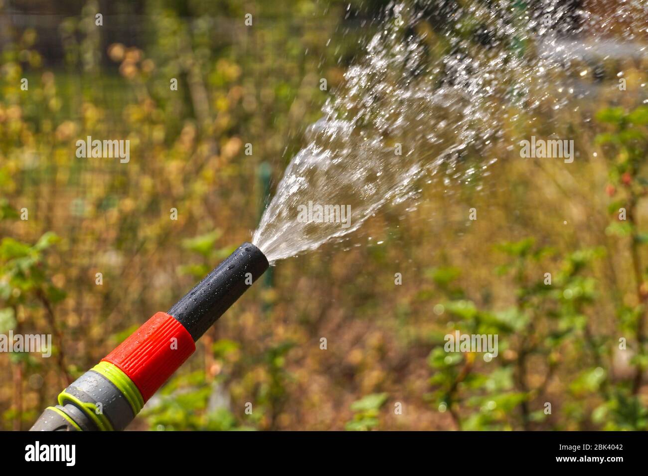 Ein Wasserstrahl aus einem Gartenschlauch. Bewässerung Pflanzen im Garten  Stockfotografie - Alamy