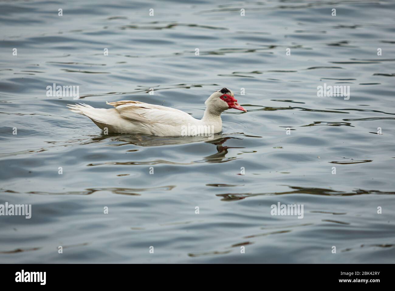 Große südamerikanische Muskowienente, eine einheimische Ente von weißer Farbe mit rotem Schnabel, der im blauen See schwimmt. Stockfoto