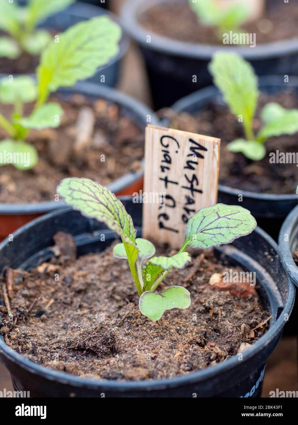 Riese Red Senf Sämling in einem Kindergarten Topf. Stockfoto