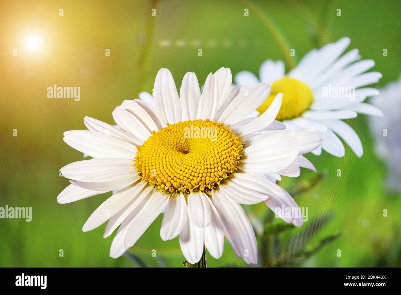 Kamille Blume im Freien im Garten Stockfoto