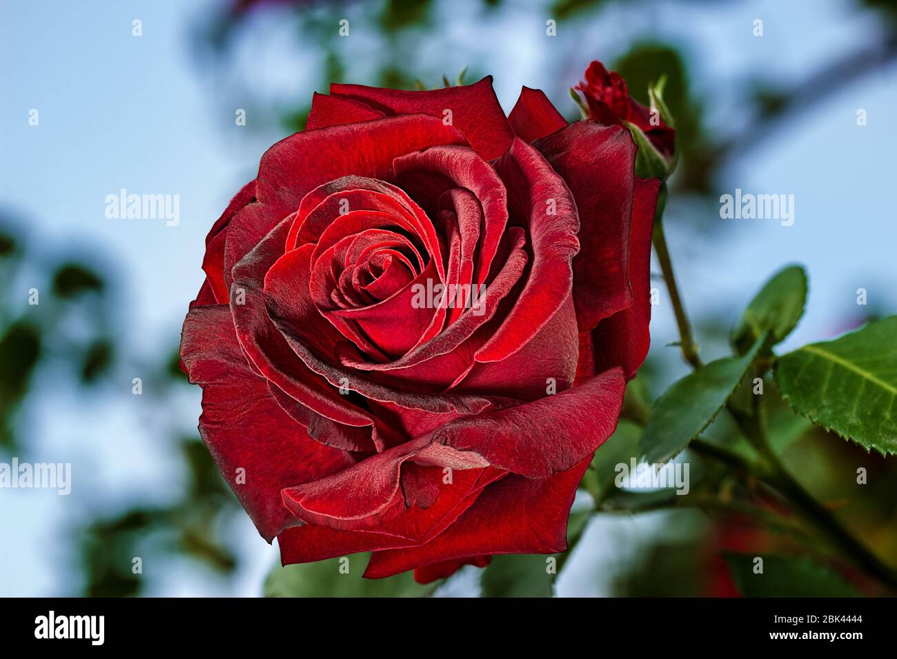 Rosen im Garten, schönen Rosen, Rosen, Hintergrundbild Stockfoto