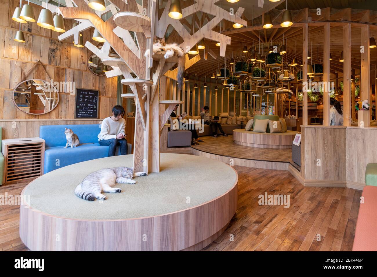 In einem Cat Cafe, Tokio, Japan Stockfoto