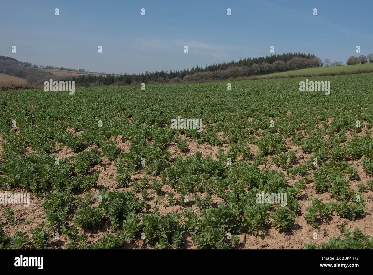 Frühling wachsende Ernte von Broad Bean Gemüsepflanzen (Vicia faba) in einem Feld auf einem Bauernhof in ländlichen Devon, England, Großbritannien Stockfoto