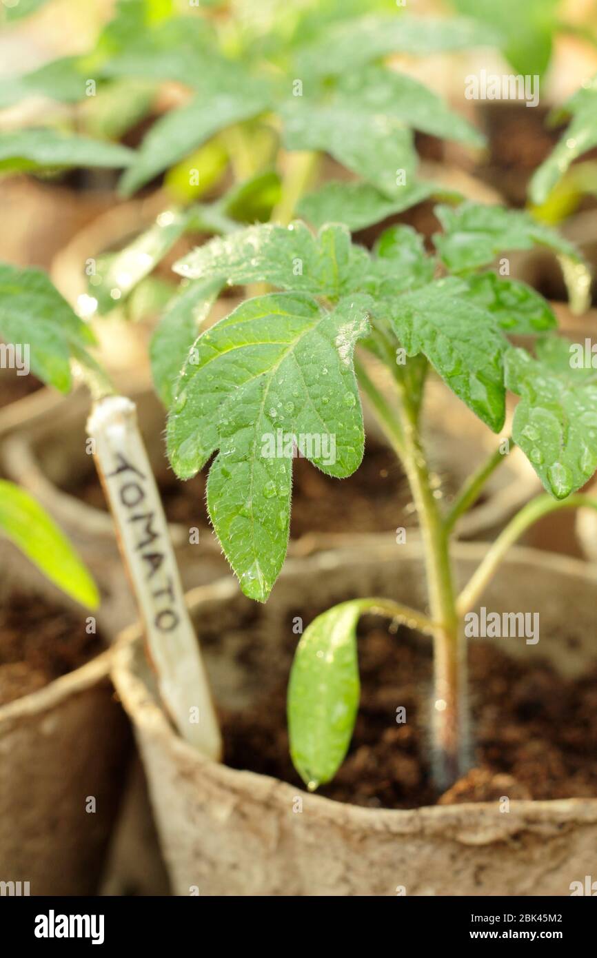 Solanum lycopersicum. Hausgemachte Tomatensämlinge in biologisch abbaubaren Töpfen unter Deckel vor kaltem Wetter zu schützen. GROSSBRITANNIEN Stockfoto
