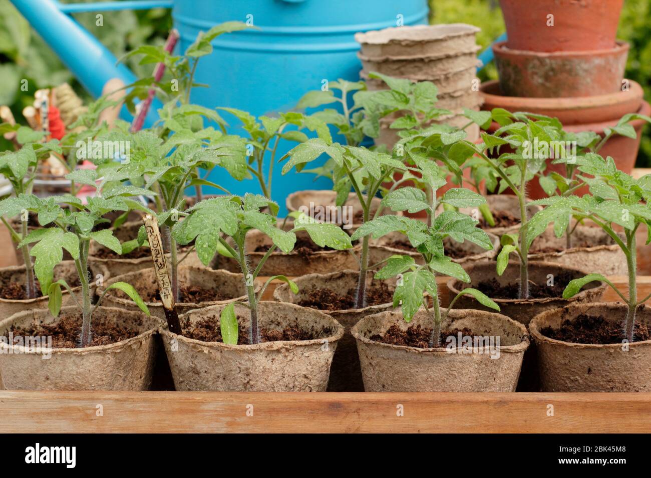 Solanum lycopersicum. Hausgemachte Tomatensämlinge in biologisch abbaubaren Töpfen, die zum Eintopfen bereit sind. GROSSBRITANNIEN Stockfoto