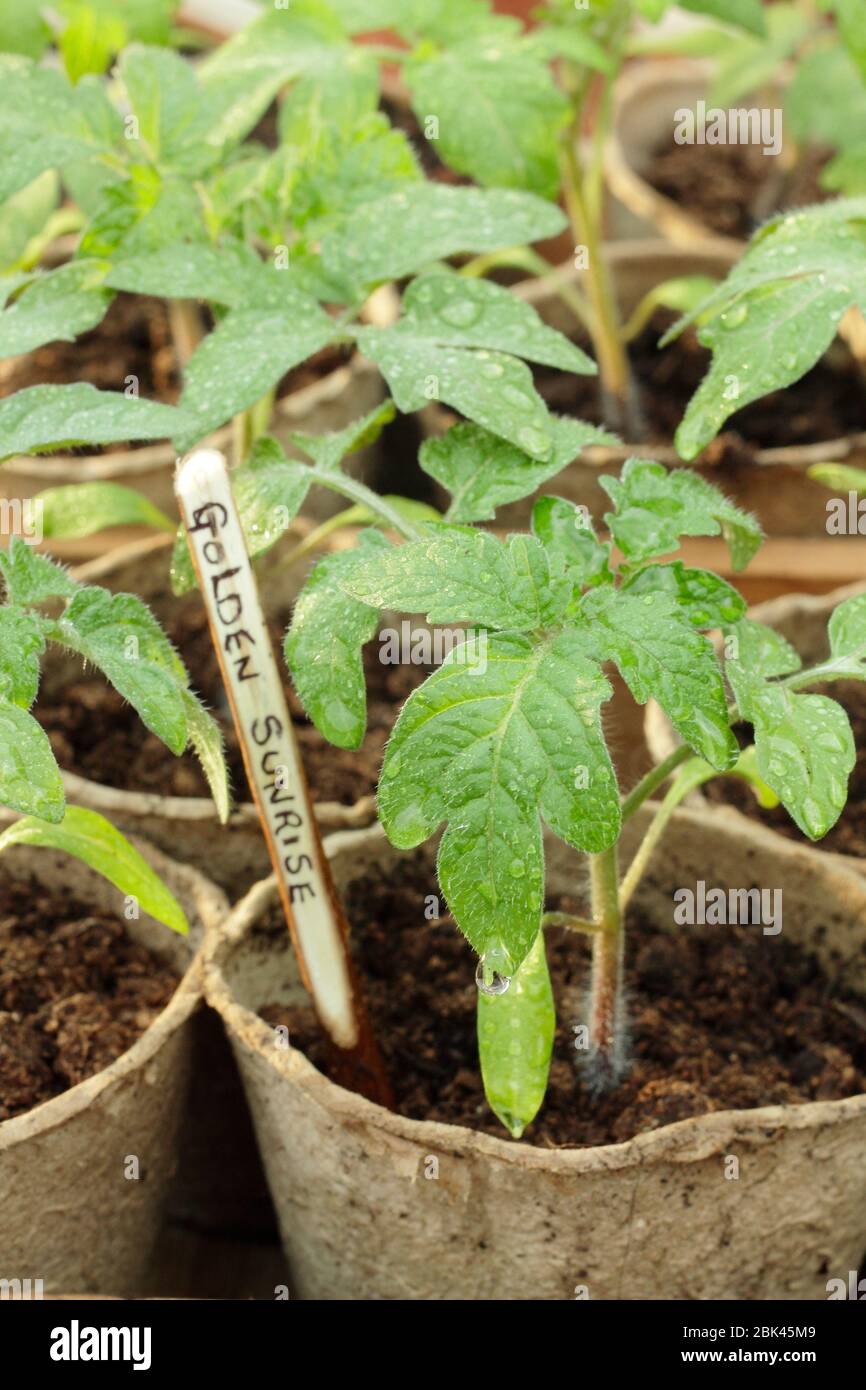 Solanum lycopersicum. Hausgemachte Tomatensämlinge in biologisch abbaubaren Töpfen unter Deckel vor kaltem Wetter zu schützen. GROSSBRITANNIEN Stockfoto