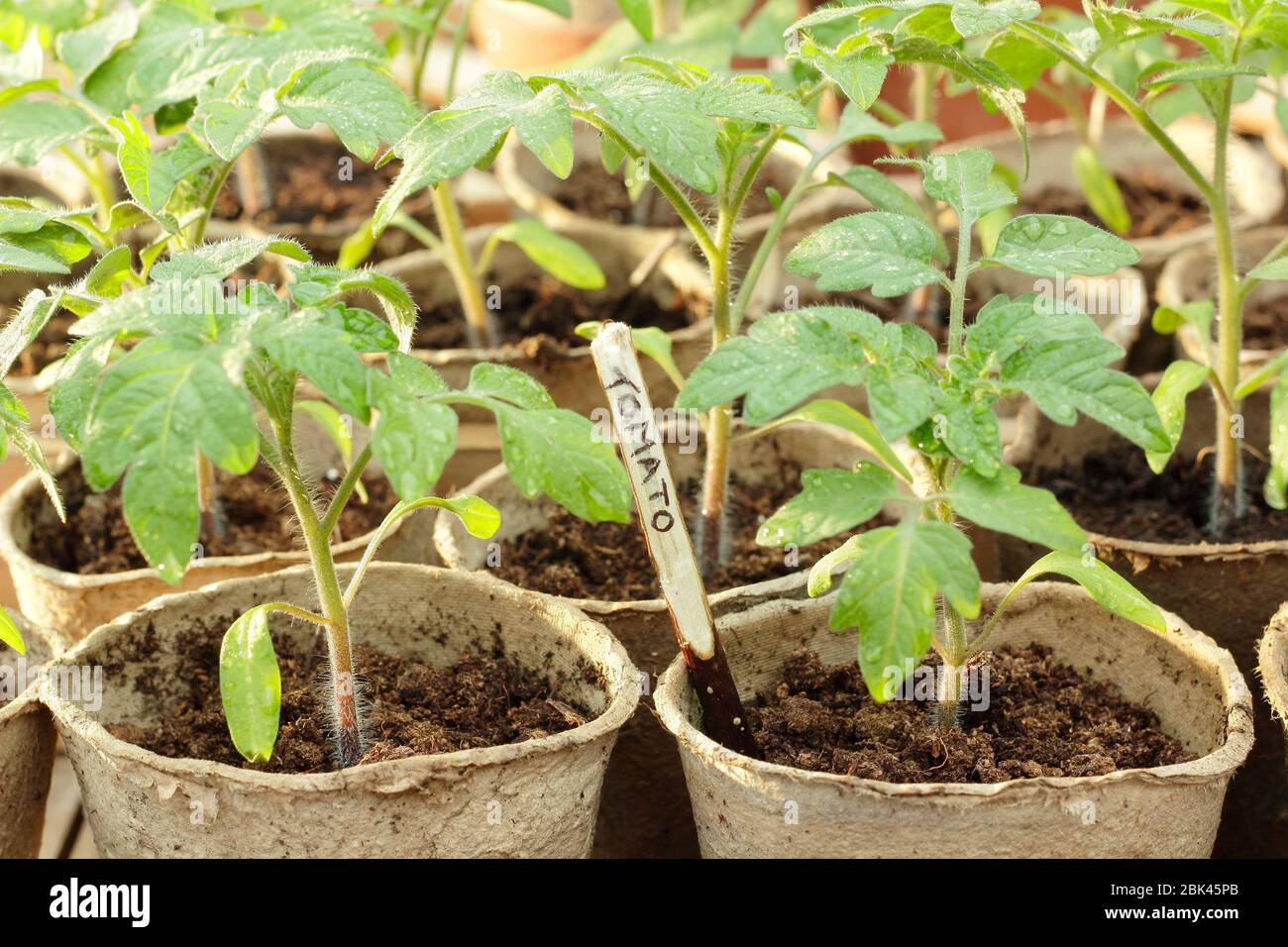 Solanum lycopersicum. Hausgemachte Tomatensämlinge in biologisch abbaubaren Töpfen unter Deckel vor kaltem Wetter zu schützen. GROSSBRITANNIEN Stockfoto