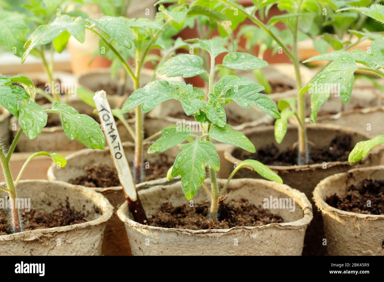 Solanum lycopersicum. Hausgemachte Tomatensämlinge in biologisch abbaubaren Töpfen unter Deckel vor kaltem Wetter zu schützen. GROSSBRITANNIEN Stockfoto