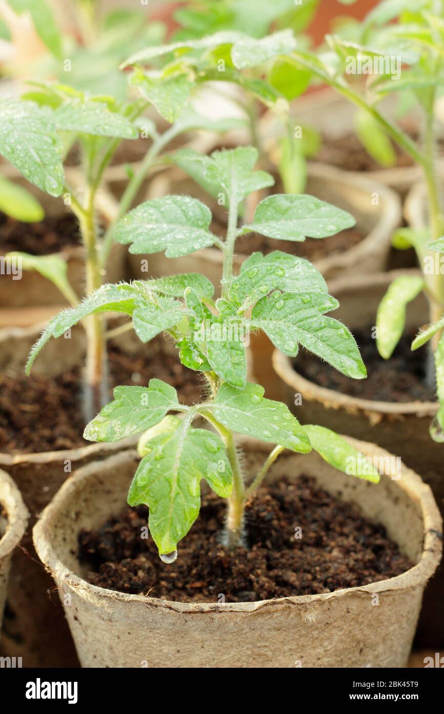 Solanum lycopersicum. Hausgemachte Tomatensämlinge in biologisch abbaubaren Töpfen unter Deckel vor kaltem Wetter zu schützen. GROSSBRITANNIEN Stockfoto