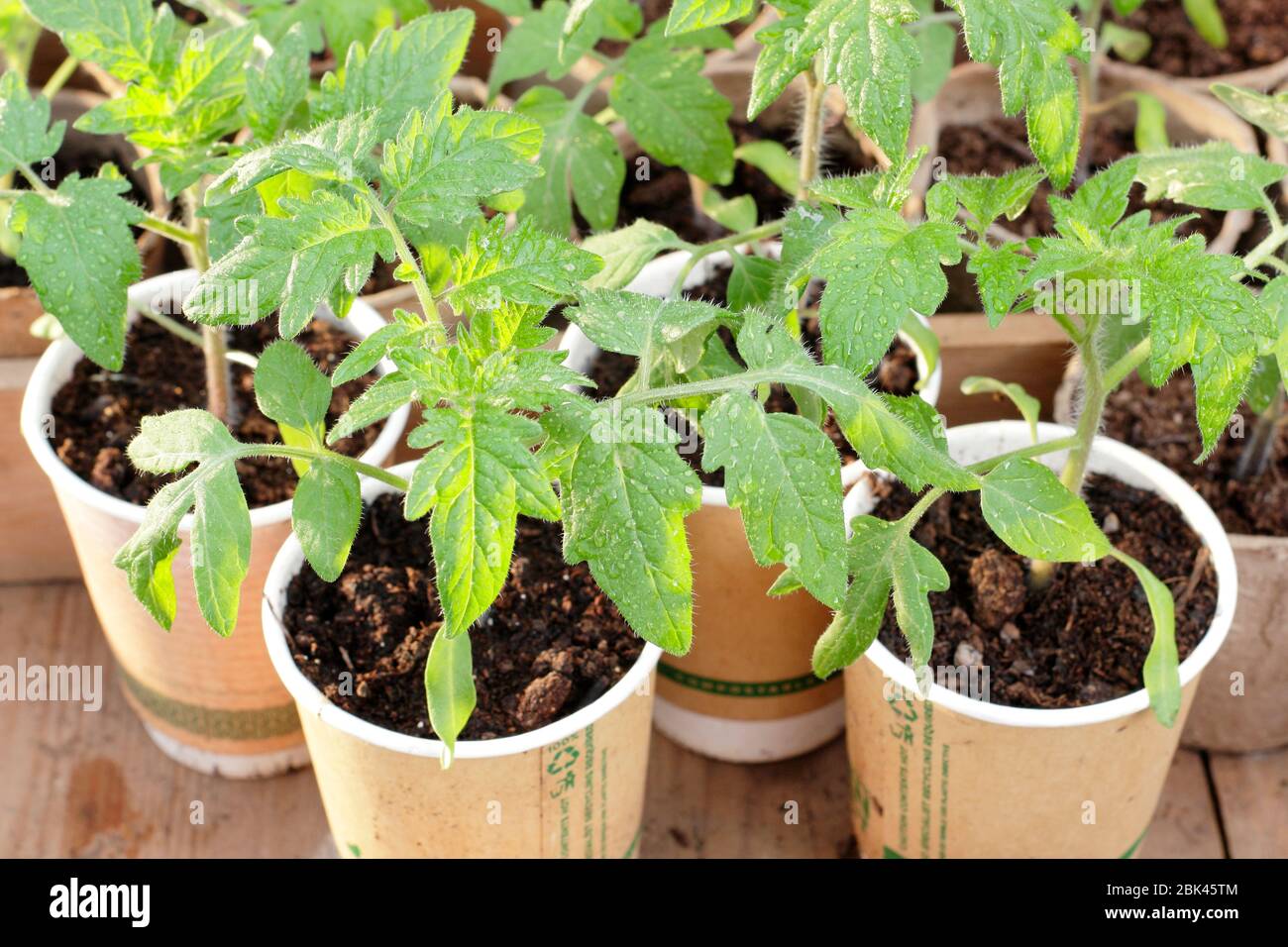 Solanum lycopersicum. Hausgemachte Tomatensämlinge, die während der Sperrung des Coronavirus Covid 19 in hochgetaktete kompostierbare Kaffeetassen gepflanzt wurden. GROSSBRITANNIEN Stockfoto