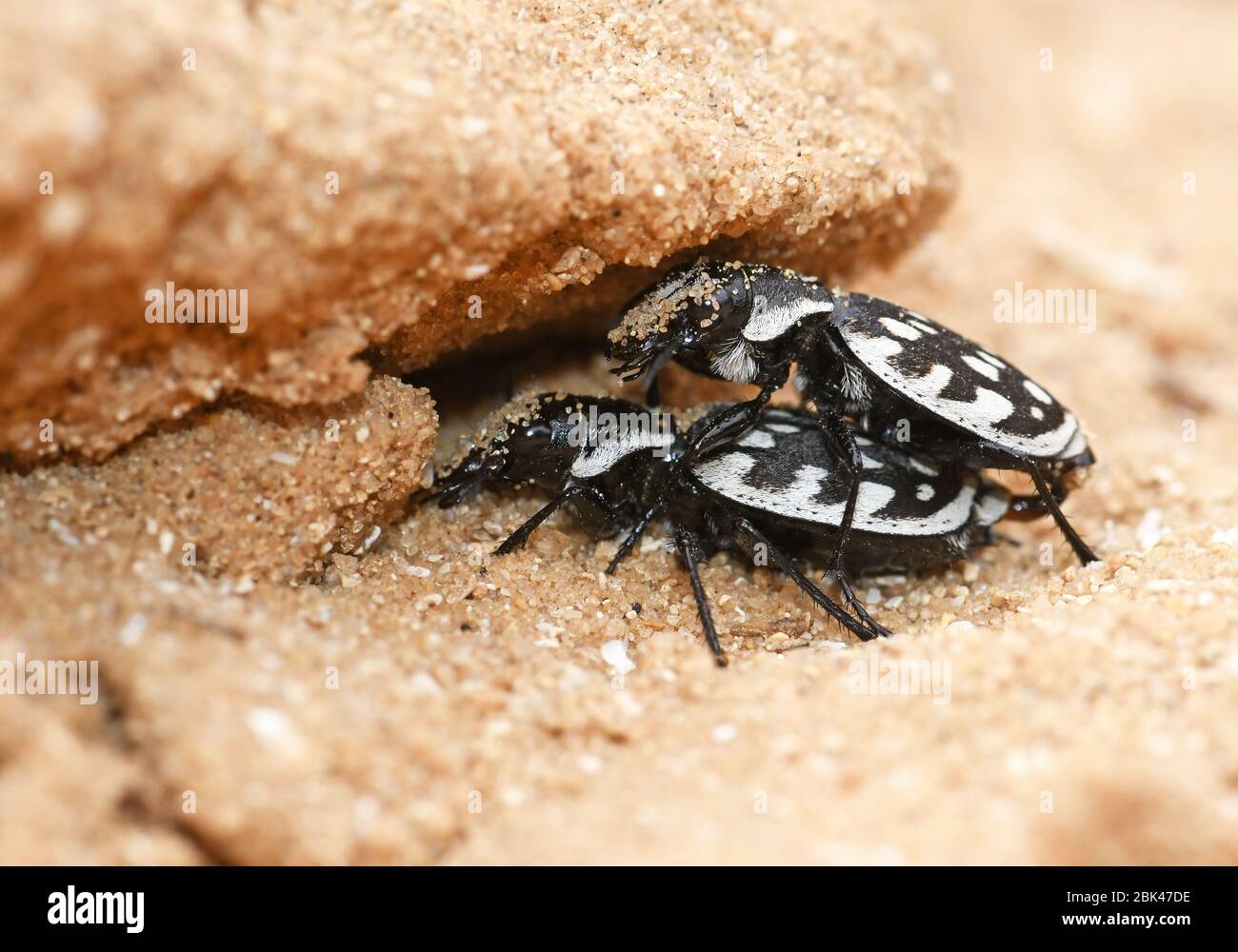 Graphipterus serrator Käfer Paarung Stockfoto