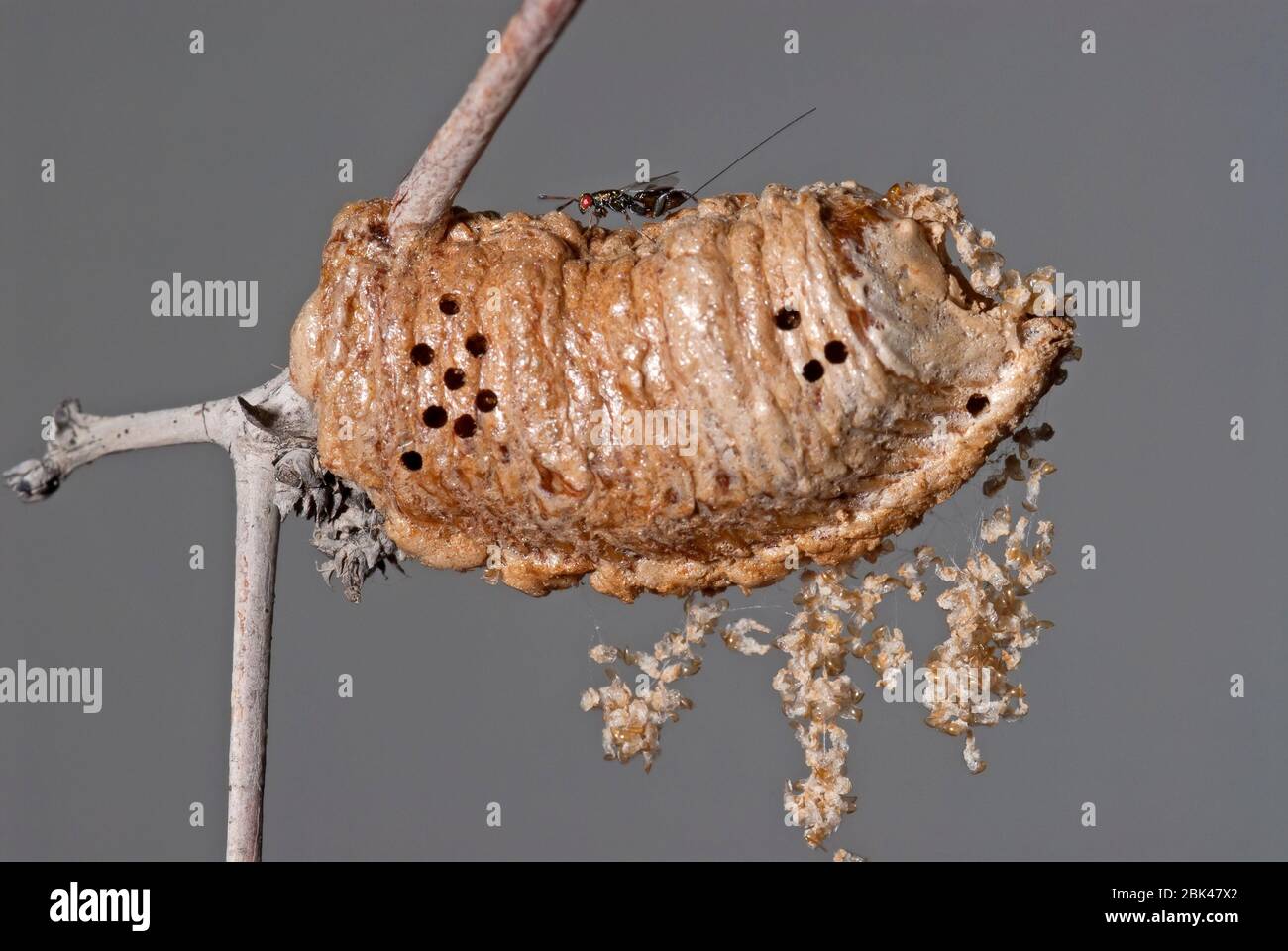 Parasitäre Wespe auf Mantis Eier Stockfoto