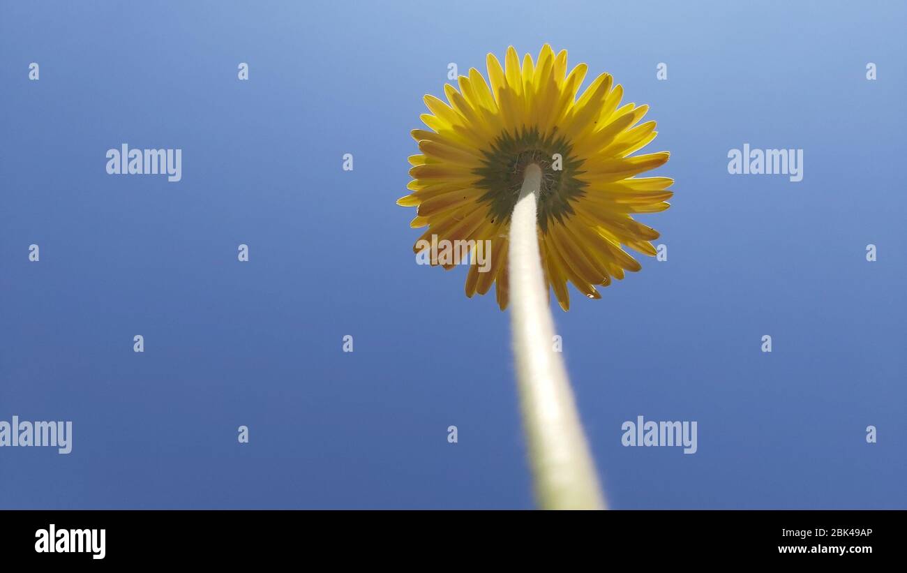 Gelbe Blume steht hoch in Richtung klarer blauer Himmel Stockfoto