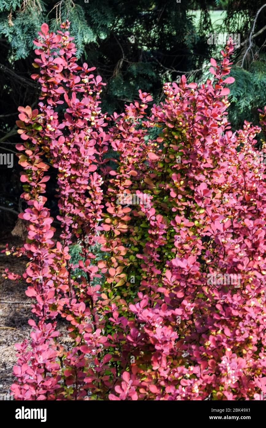 Japanische Berberitze Red Berberis thunbergii Orange Rocket Stockfoto