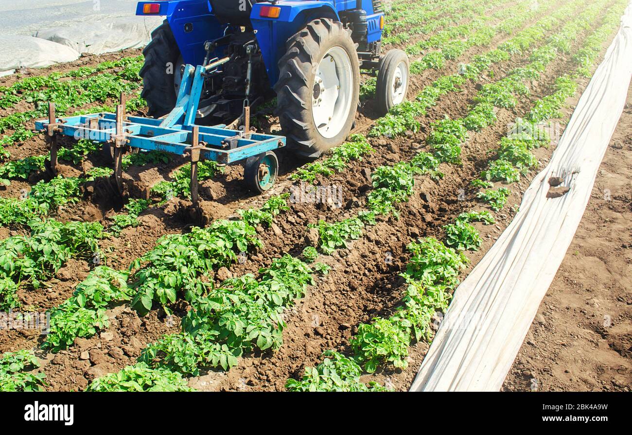 Bauer auf einem Traktor lockert verdichteten Boden zwischen Reihen von Kartoffelbüschen. Pflege der Ernte. Landwirtschaft, Landwirtschaft und Landwirtschaft. Verbesserung der Bodenqualität für alle Stockfoto