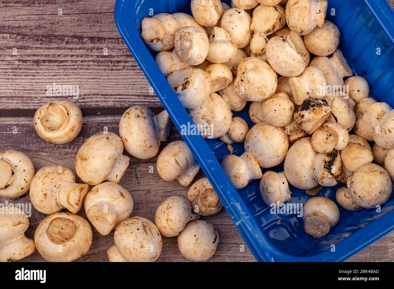 Junge Pilze in einem Plastikbehälter und Pilze auf einem hölzernen Hintergrund verstreut. Nahaufnahme Stockfoto