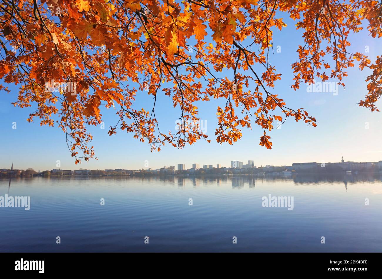 Herbstlaub von Eichen an der alster in Hamburg Stockfoto