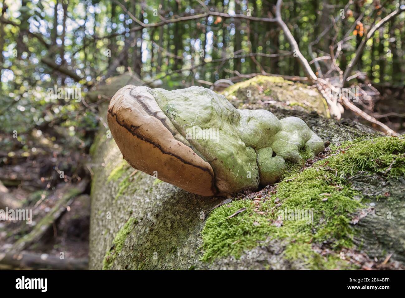 Tönerschwamm auf totem Baumstamm Stockfoto