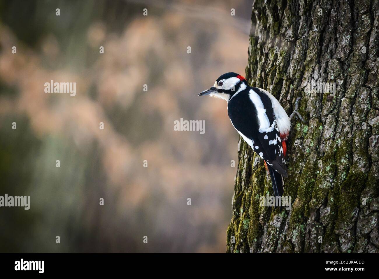 Buntspecht (Dendrocopos major) auf der Suche nach Nahrung Stockfoto