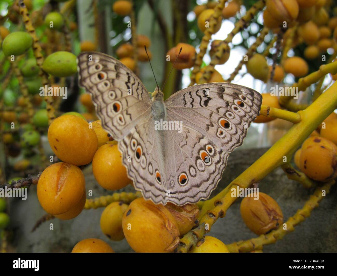 Ein gewöhnlicher Schmetterling von Assam. Stockfoto