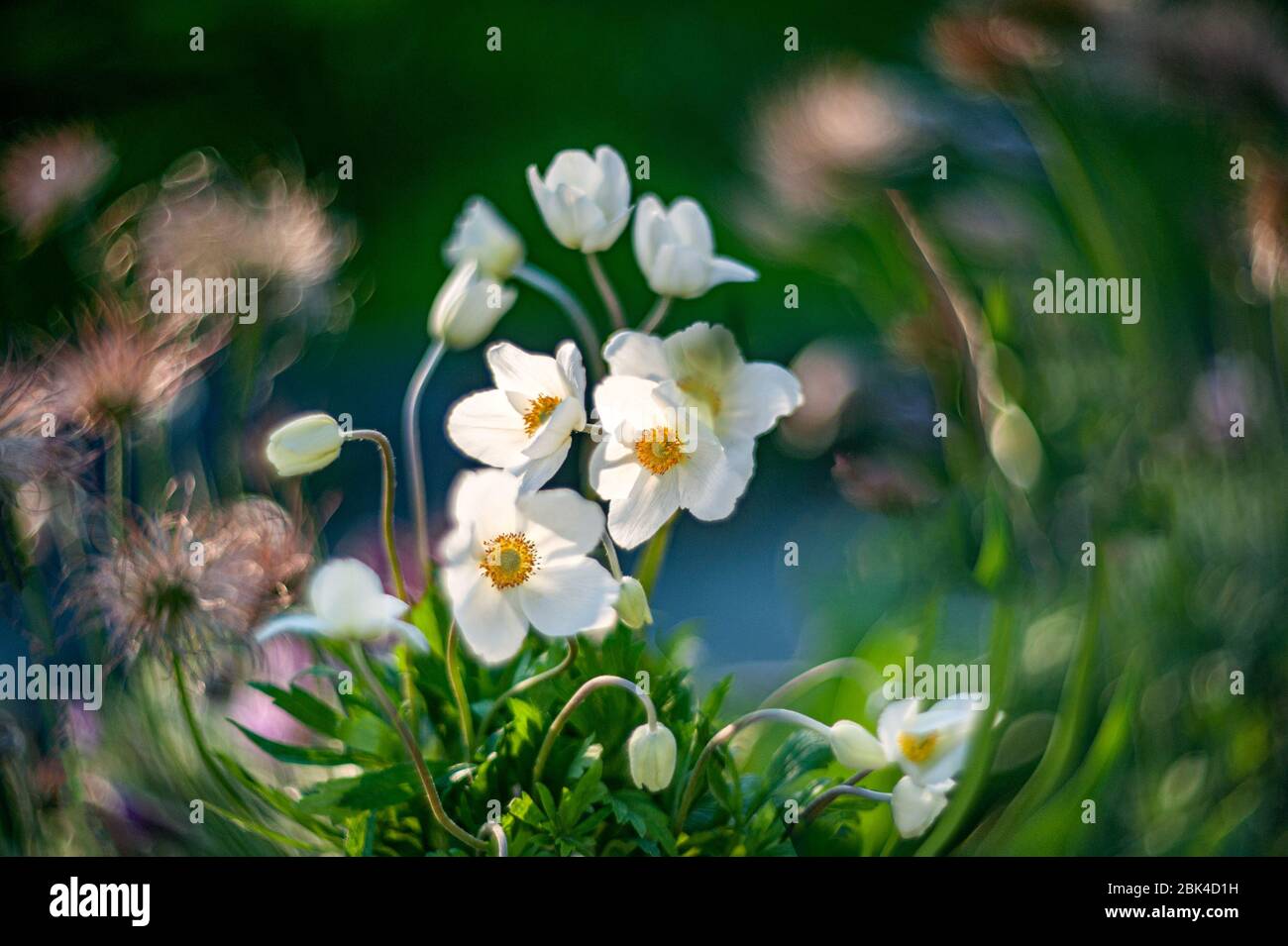 Weiße Anemone oder Anemone hupehensis wächst in einem Blumenbeet mit Tulpen und anderen Blumen. Blumenbeet im Garten mit Frühlingsblumen, selektiver Fokus Stockfoto