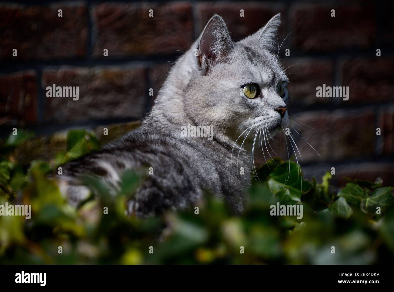 Graue Katze im grünen Laub, die nach vorne schaut Stockfoto