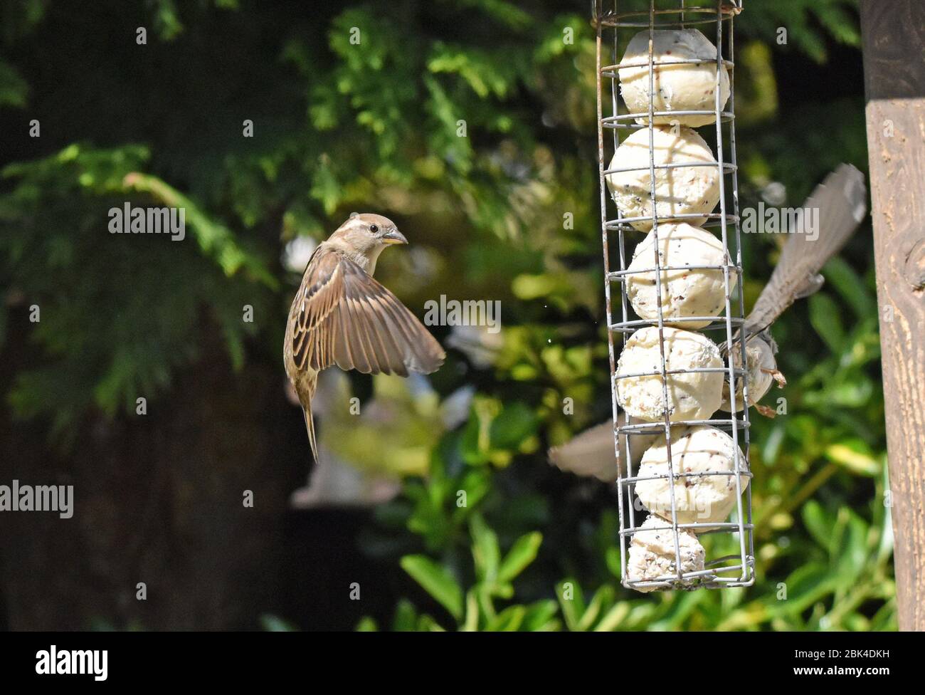 Haussparrow im Flug aufgehängt nähert sich den fetten Kugeln auf dem Vogeltisch während der Sperre Stockfoto