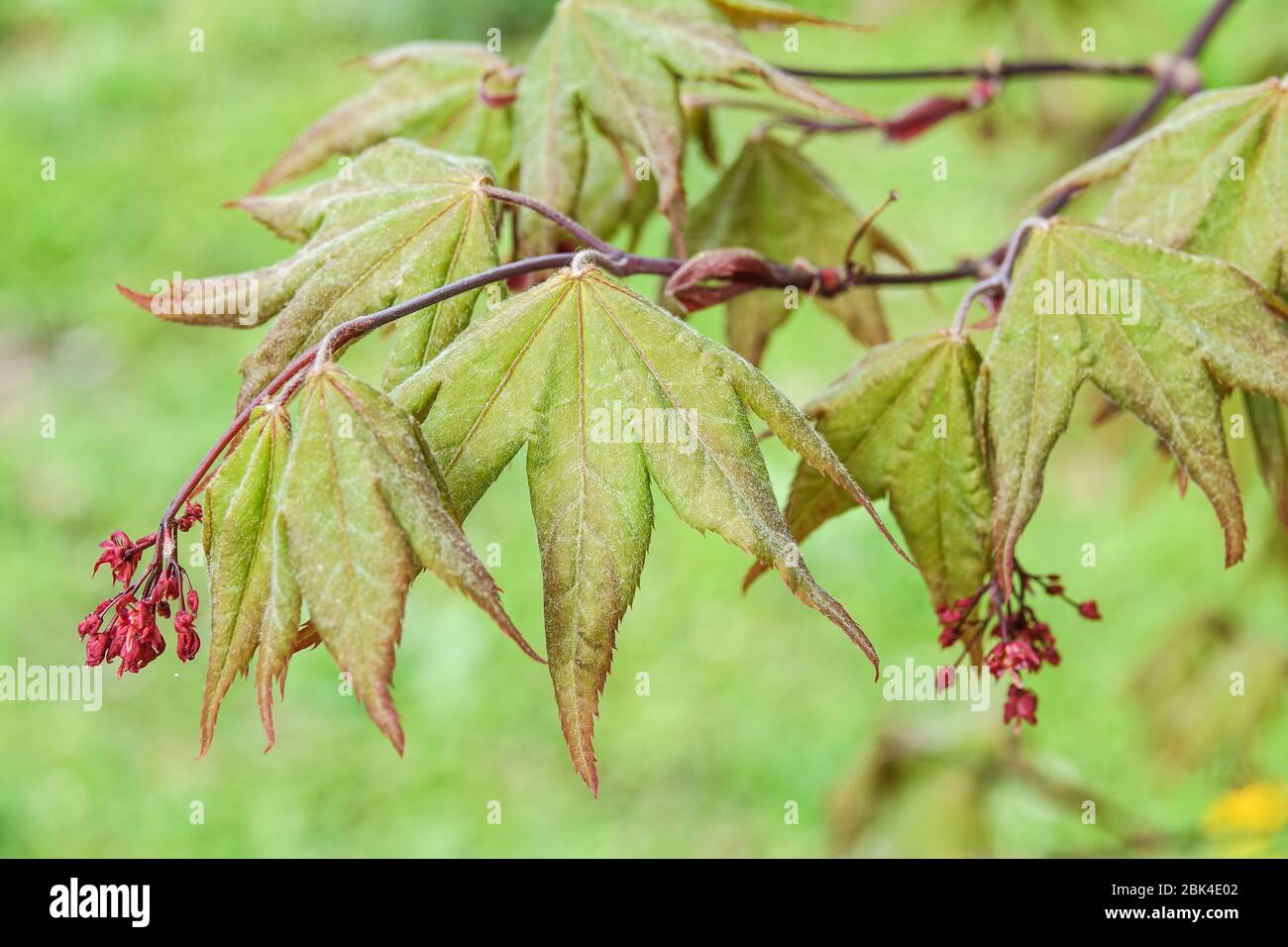 Ahorn Acer palmatum „Amoenum“, Acer „Heptalobum“ Ahornblätter, Blüten, Blüten im Frühling Stockfoto