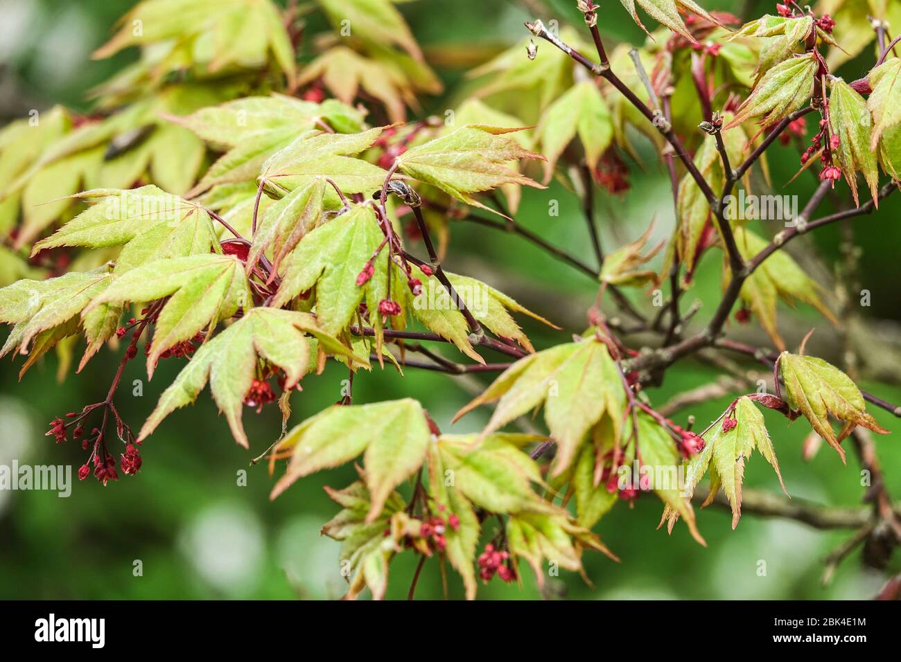 Ahorn Acer palmatum „Amoenum“ Frühling, Ahorn, Blätter, Laub, Blüten, Garten, Blumen, Stockfoto