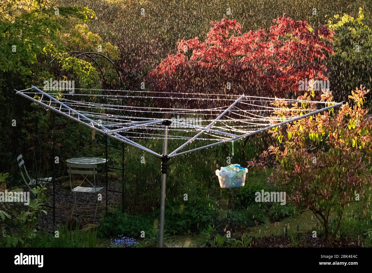 Regen fällt im Garten hinten von der Abendsonne mit Drehlinie im Frühjahr - UK hinterleuchtet Stockfoto