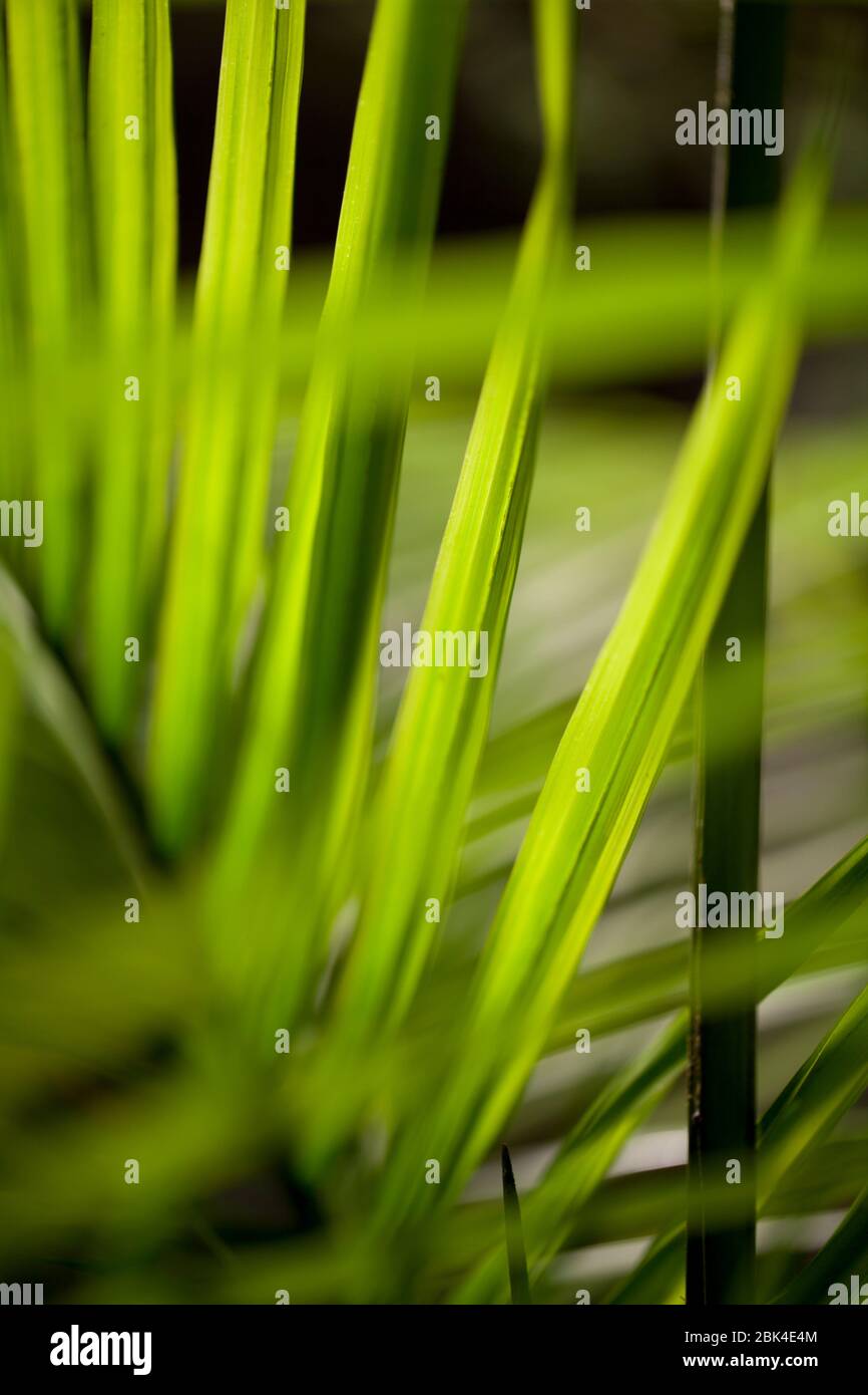 Hellgrüne Palmenblätter. Zweig der Palmblätter auf einem unscharfen Hintergrund. Stockfoto