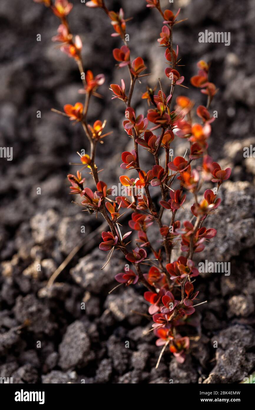 Sorte Thunbergs Berberis thunbergii Orange Rocket im felsigen Garten Stockfoto