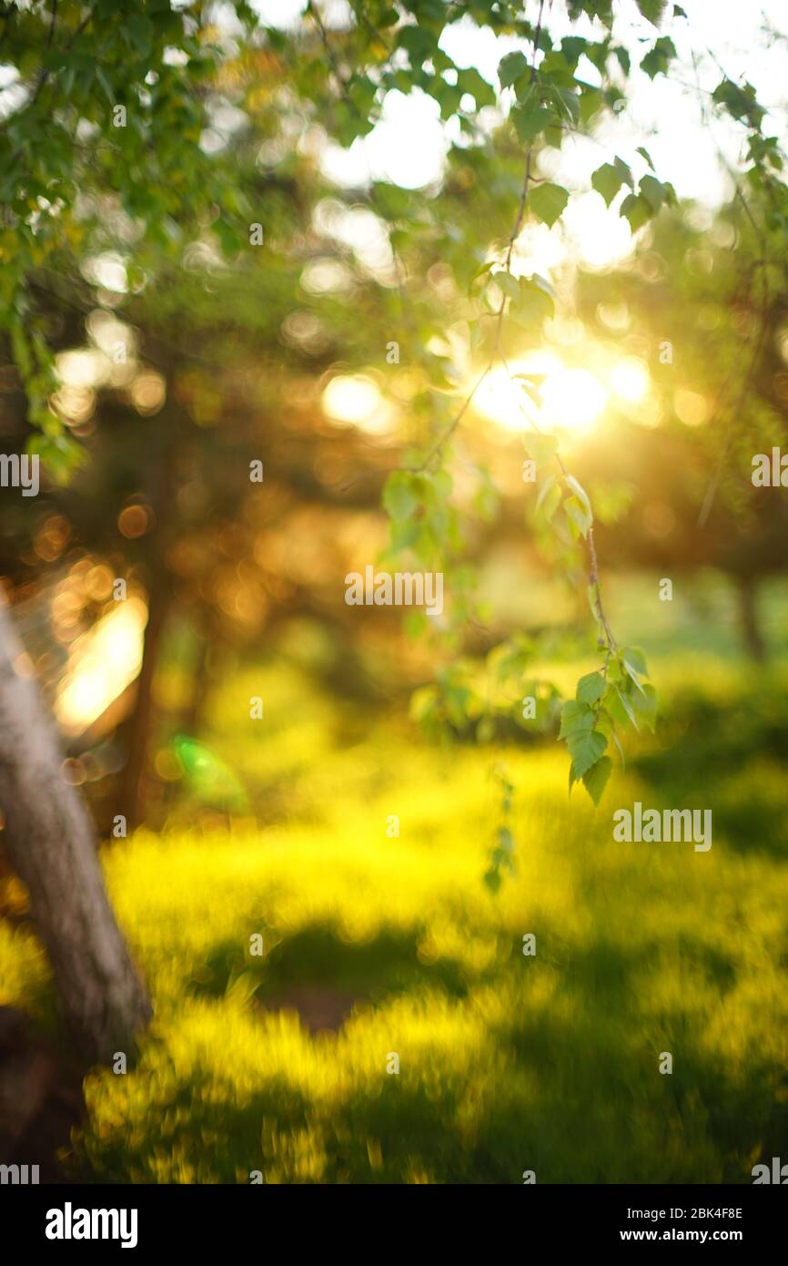 Junge Birke Blätter auf den Zweigen im Frühlingsgarten bei Sonnenuntergang. Stockfoto