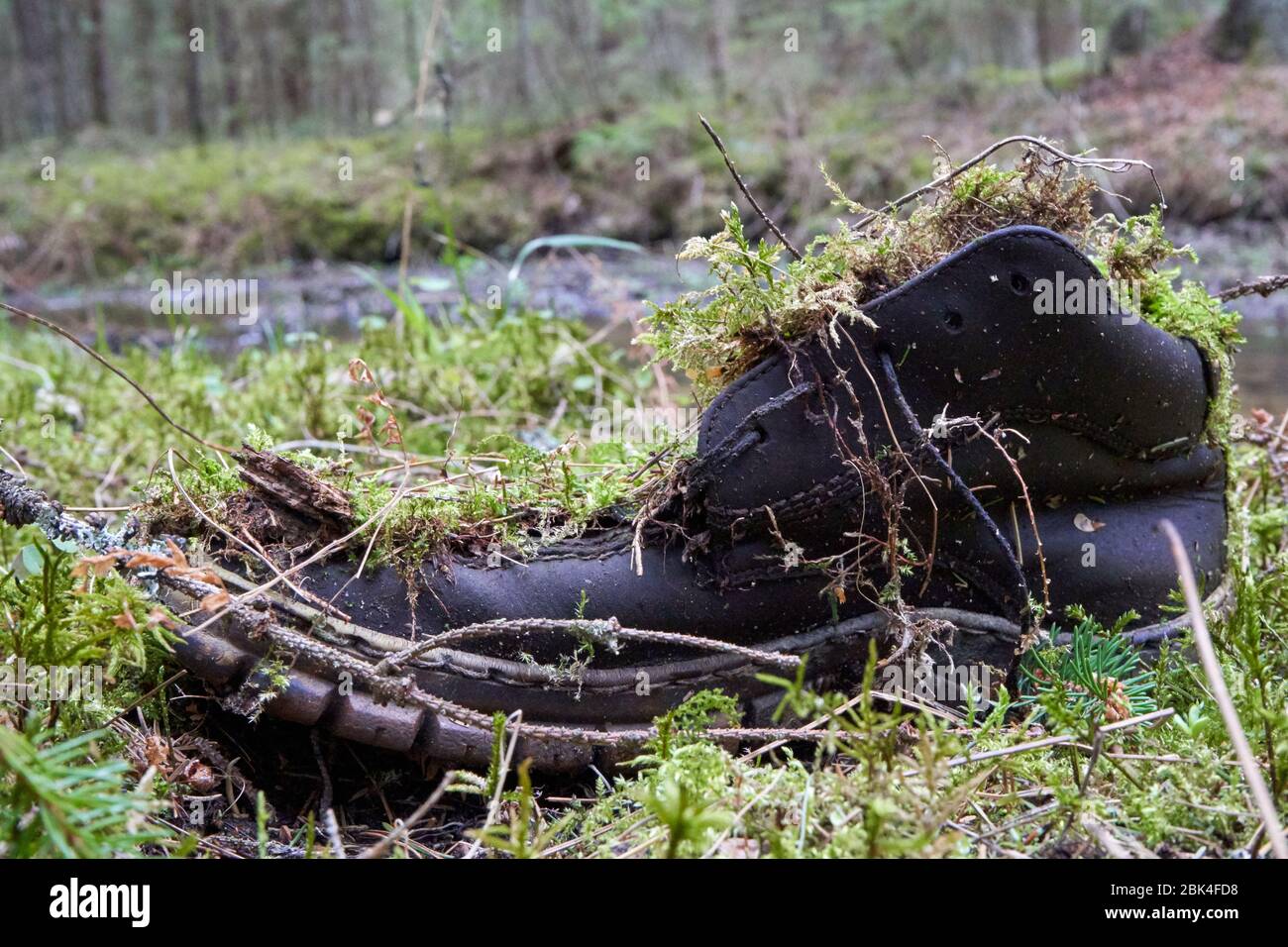 Alte Schuhe mit Moos sind im Wald zurückgeblieben Stockfoto