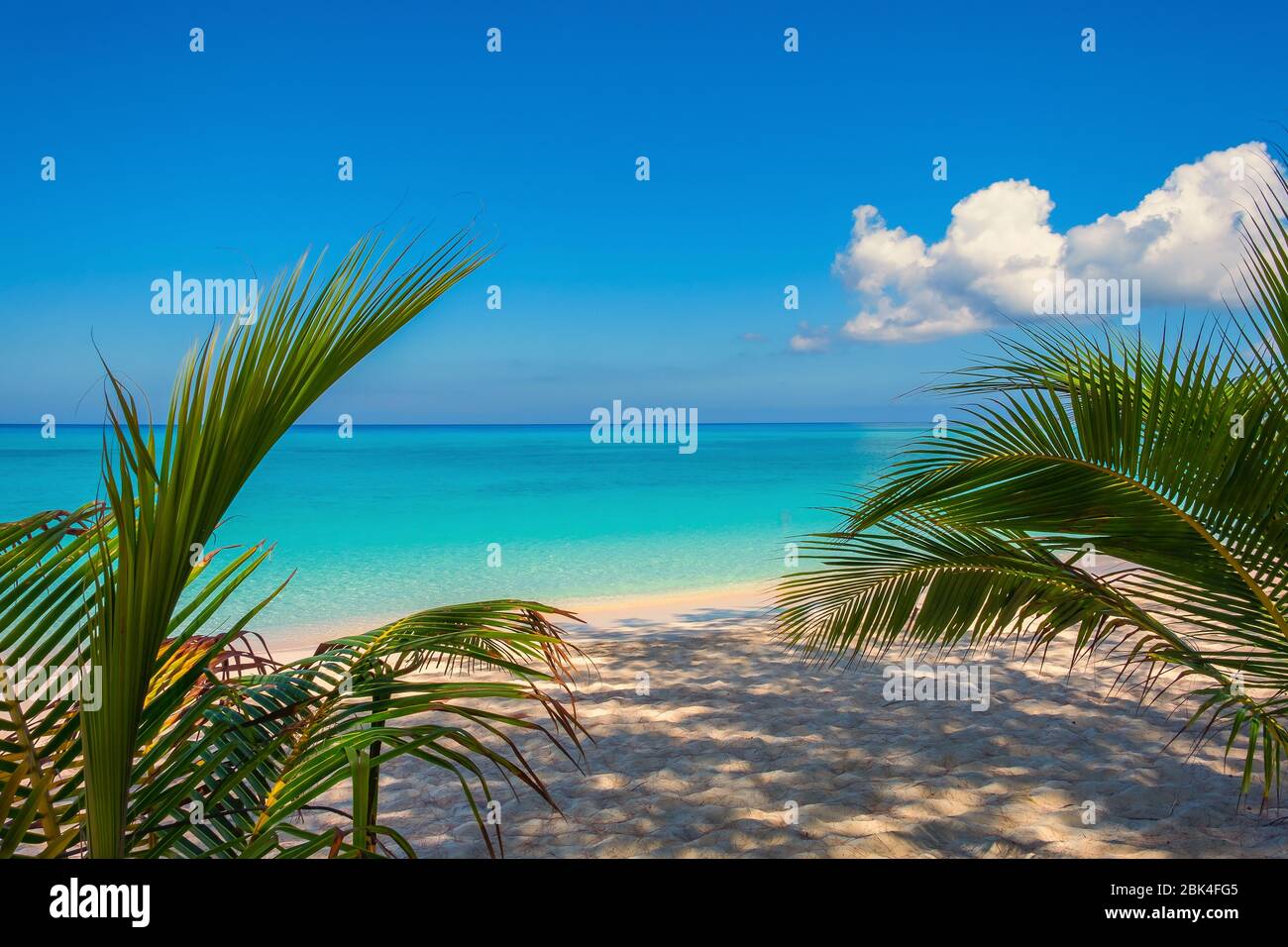 Kleine Palmen an einem leeren Seven Mile Beach während der Gefangenschaft auf den Cayman Islands Stockfoto