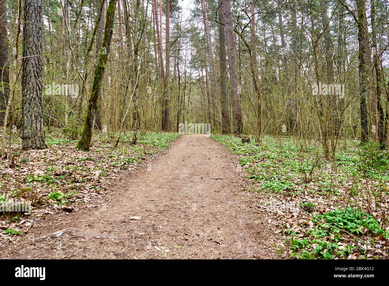 Naturpfad im Wald im Frühling Stockfoto