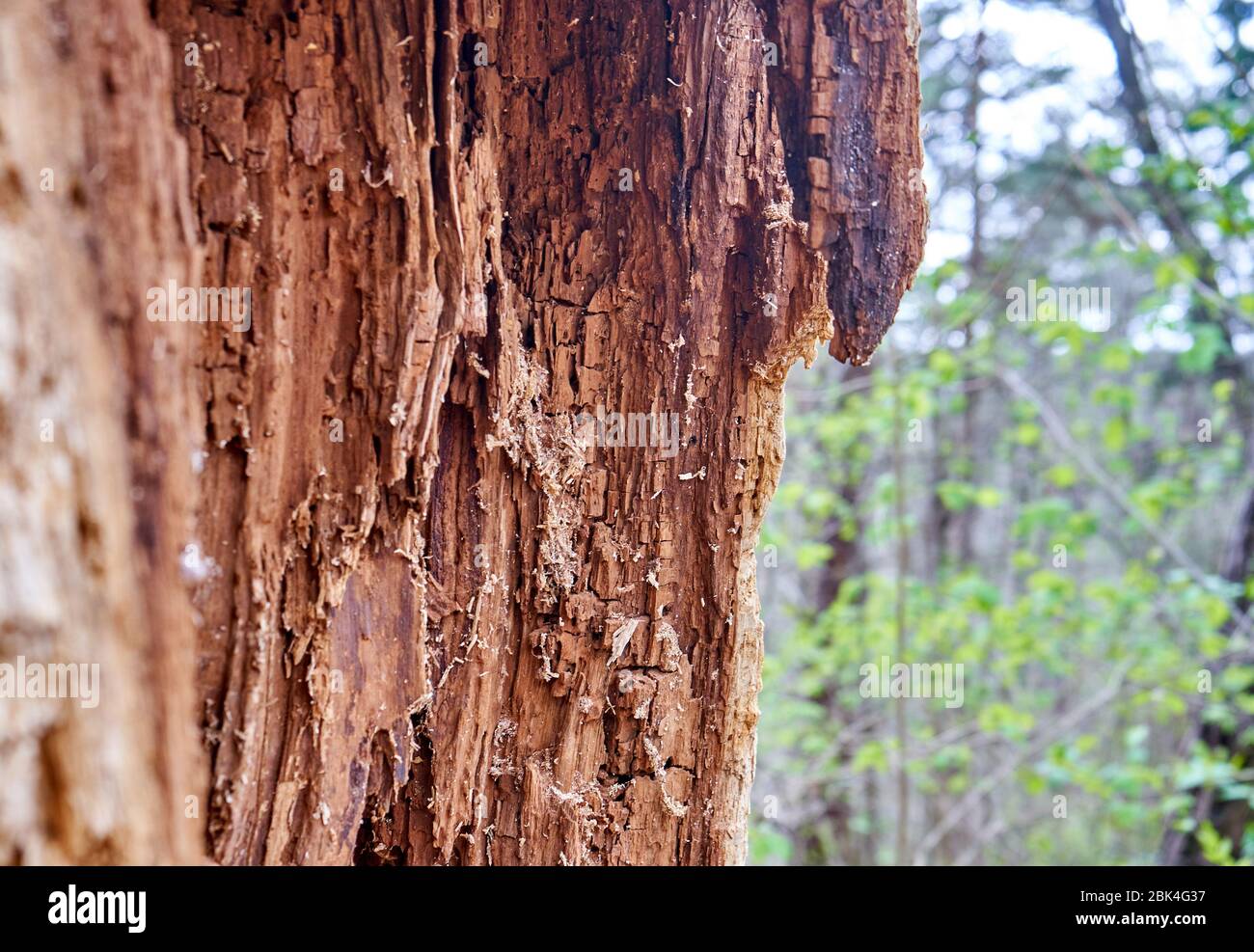 Alte Baumrinde Textur im Wald Stockfoto