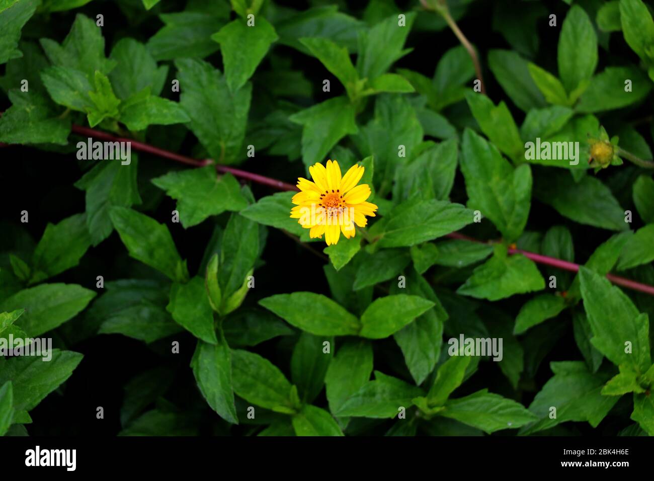 Gelbe Ringelblume mit weichem grünen Hintergrund und Blättern. Eine Art Heilkräuter. Stockfoto