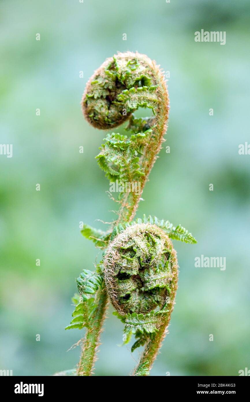 Farn-Fiddlehead schießt Stockfoto