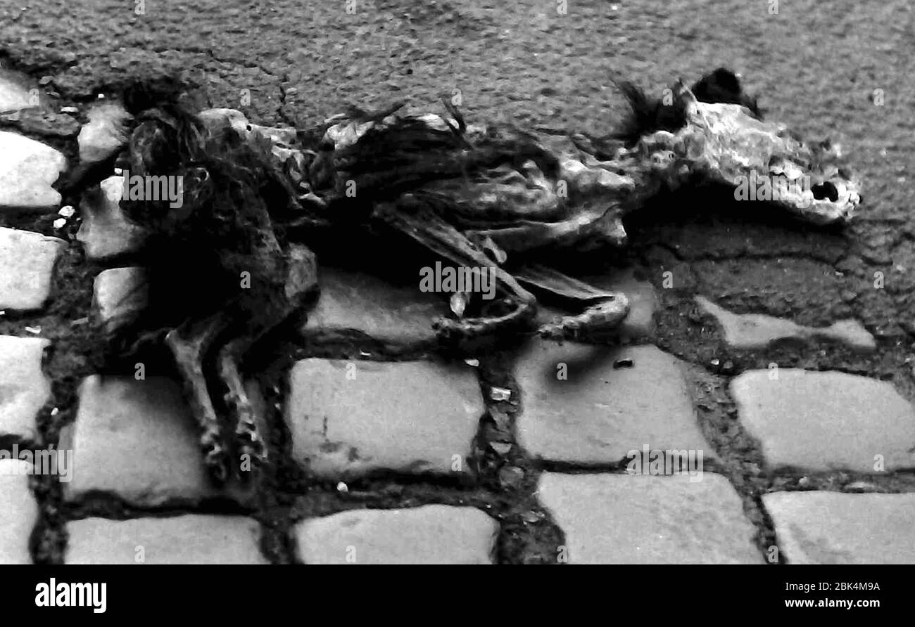 Die Leiche eines ausgemagerten toten Hundes mit Knochen, der auf einer teilweise kopfsteingepflasterten Straße in Salford, Lancashire, England, Vereinigtes Königreich, British Isles liegt, im Jahr 1972. Stockfoto