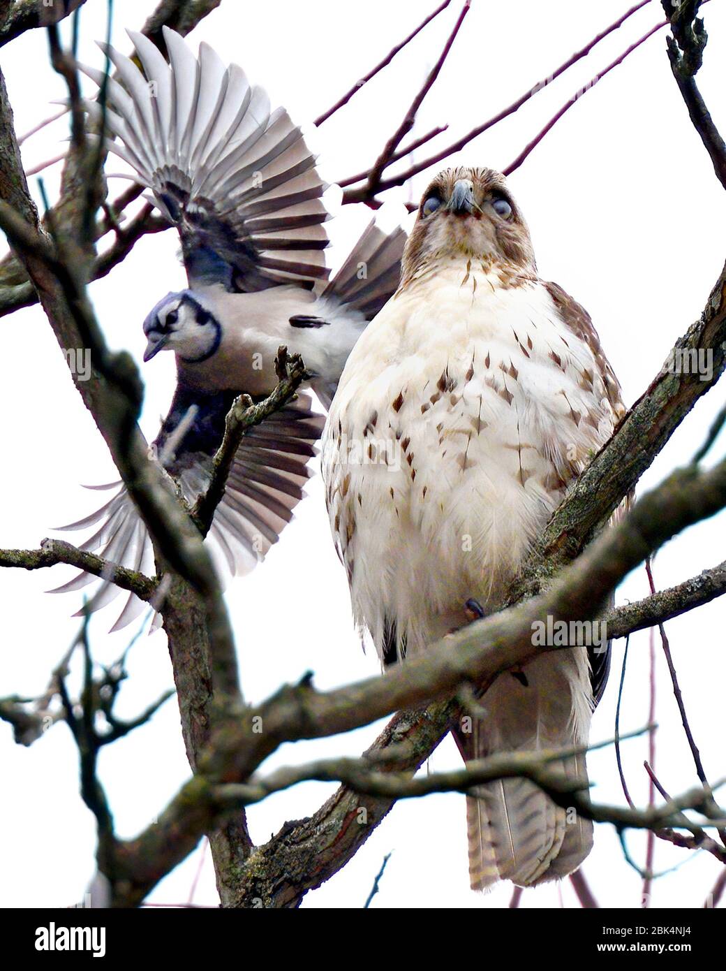 Hawk thront hoch auf einem Baumzweig, der von einem aggressiven blauen eichelhäher gemobbt wird. Stockfoto