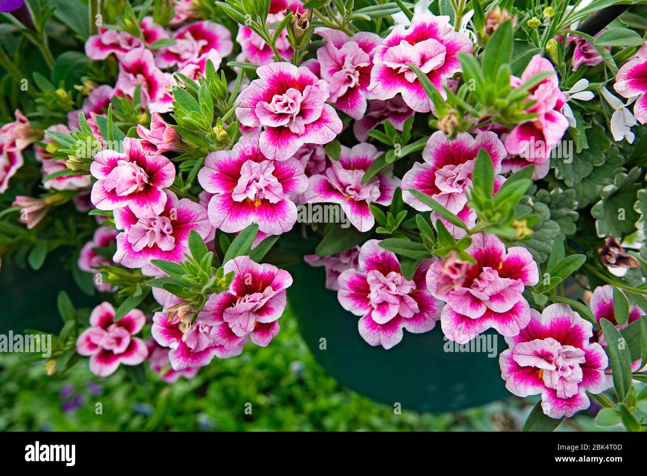Blätter von heimischen Pflanzen und Blumen in einer Baumschule in Bend, Oregon. Stockfoto