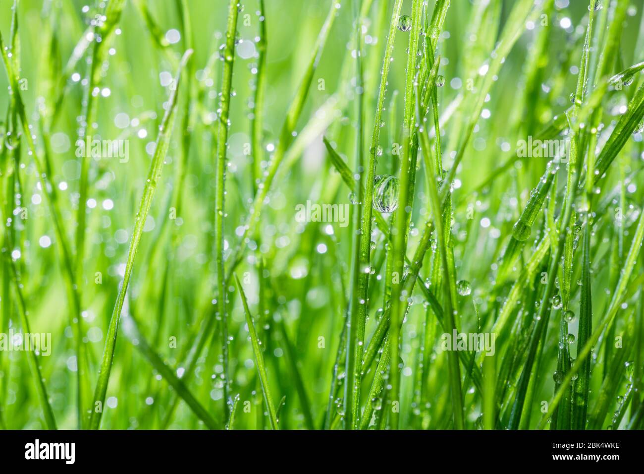 Grasgrün Hintergrund Stockfoto