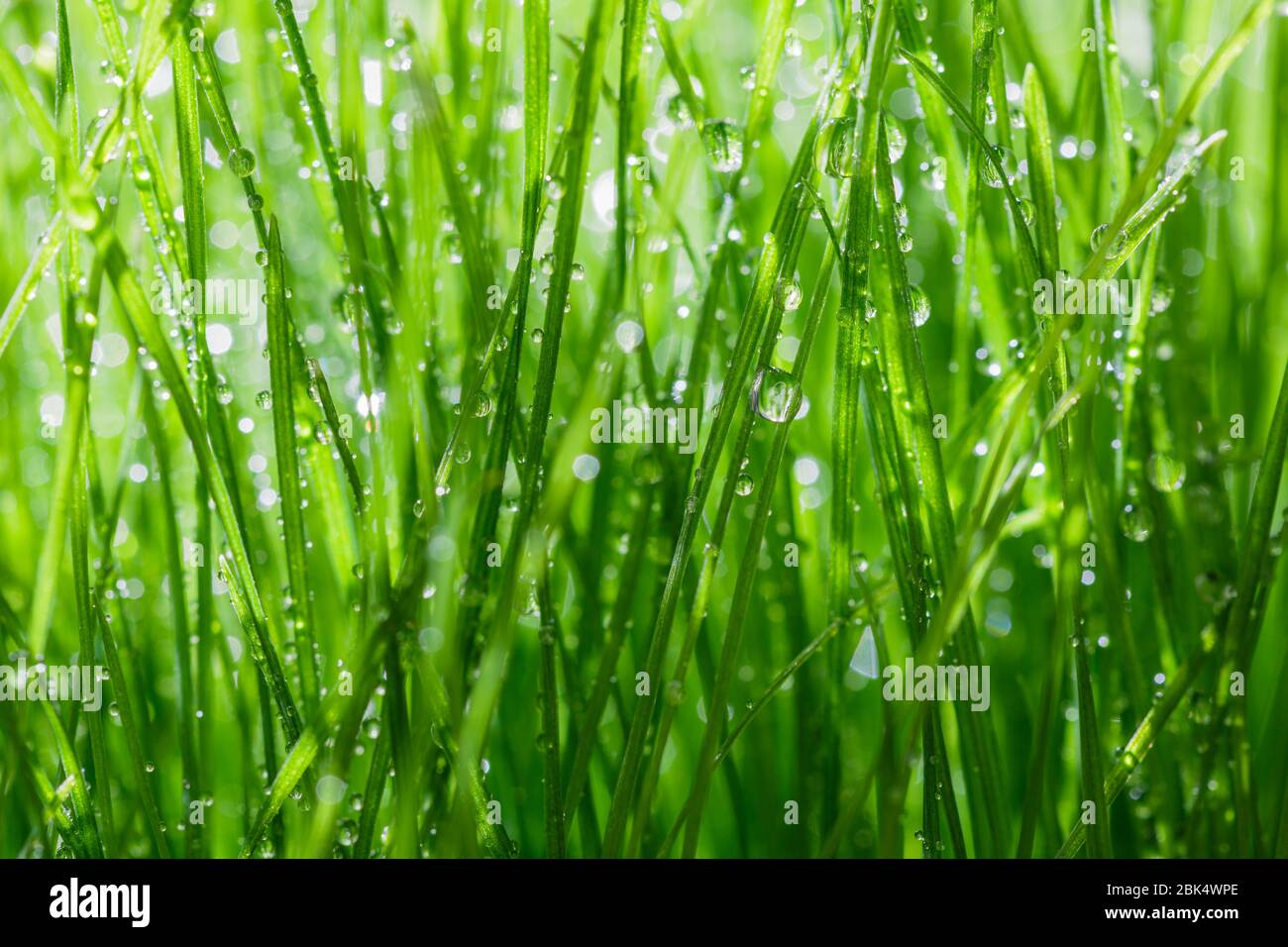Grasgrün Hintergrund Stockfoto