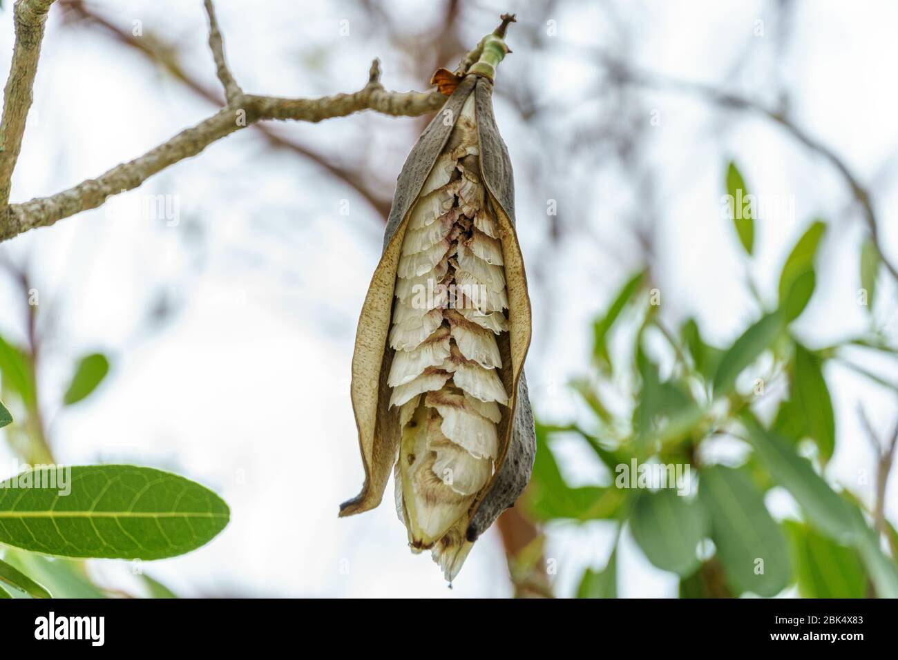 Karibischer Trompetenbaum, auch bekannt als Baum aus Goldsamen (Tabebuia aurea) - Pembroke Pines, Florida, USA Stockfoto