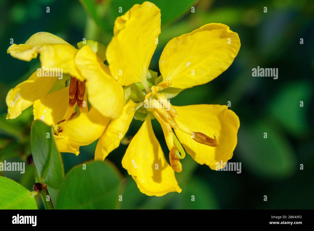 Privet senna (Senna ligustrina) Makro - Hollywood, Florida, USA Stockfoto