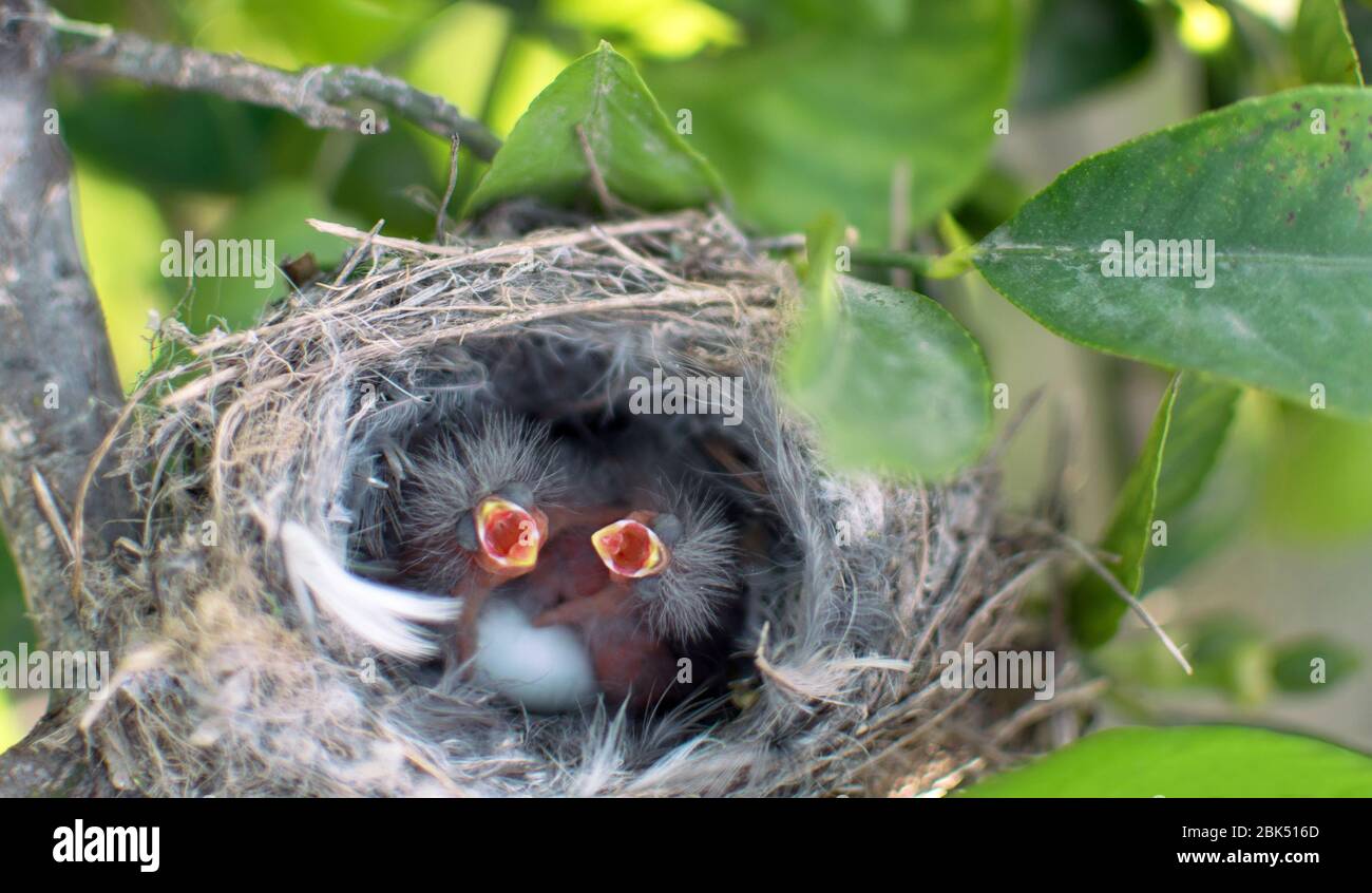 Der schlafende Vogel ruft nach einer Mutter im Nest auf einem Zitronenbaum (selektiver Fokus) / der neugeborene Vogel schreit nach Hunger mit grünem Hintergrund. Hun Stockfoto