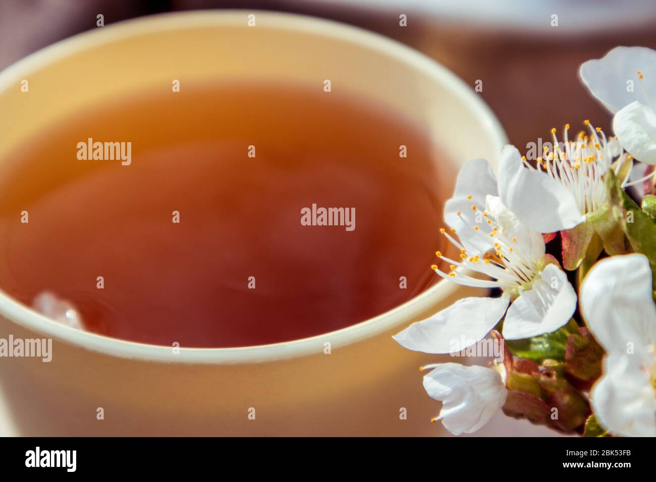 Helles, sonniges Glas mit frühlingsaroma aromatisiertem Tee aus der Nähe. Kirschblüten weiße Blüten auf Becher mit Reflektion. Lifestyle Natur im Freien romantisch Stockfoto